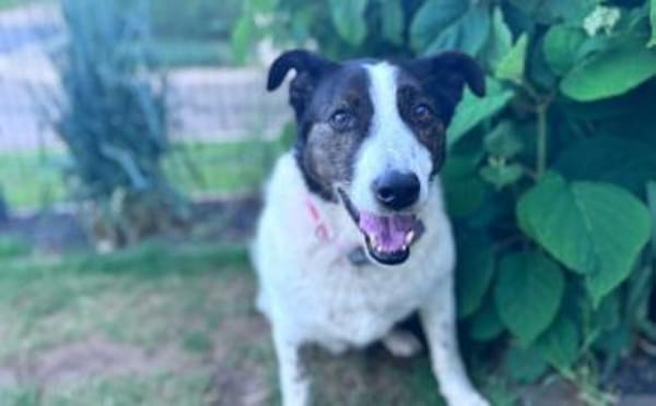 Cersei sucht Familienanschluss