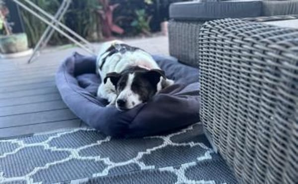 Cersei sucht Familienanschluss