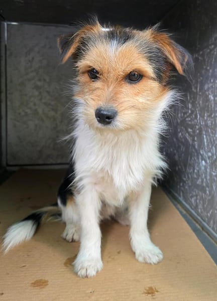 Socke wartet auf PS südlich von HH!