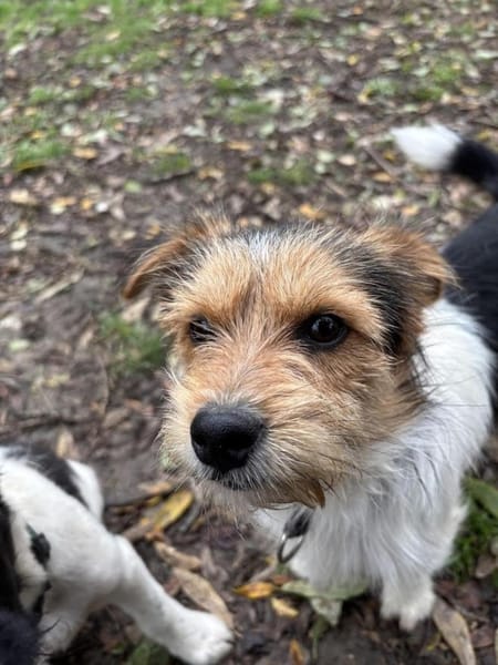 Socke wartet auf PS südlich von HH!