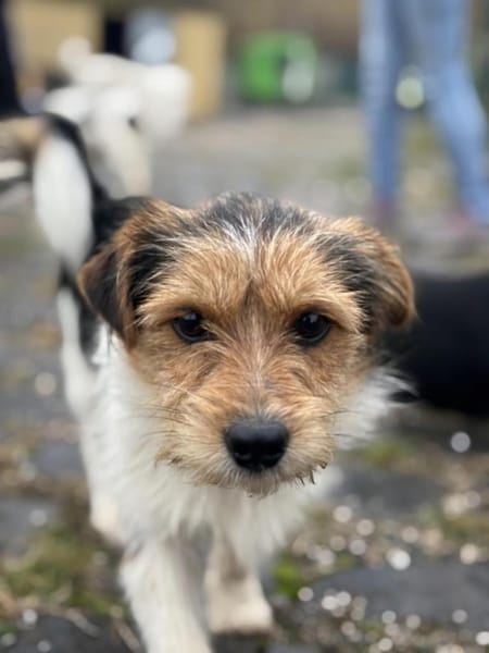 Socke wartet auf PS südlich von HH!