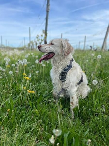 Sammy ❤ ist ein toller,guterzogener Bub