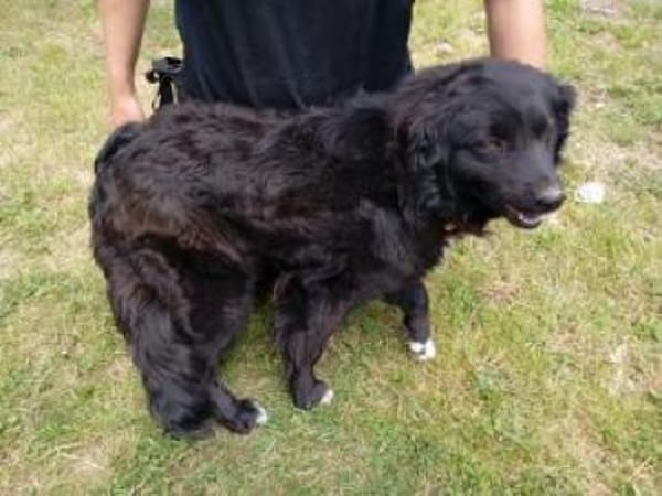 Maja 46 cm (Pflegestelle)