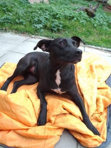 BLACKA sucht DRINGEND! ........