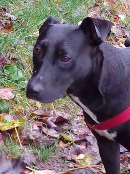 BLACKA sucht DRINGEND! ........