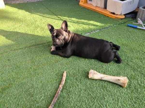 Französische Bulldogge Luna