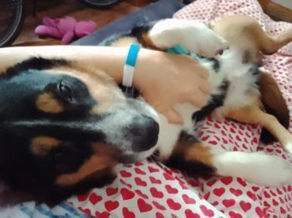 Kuschelkönig Merlin  sucht Zuhause