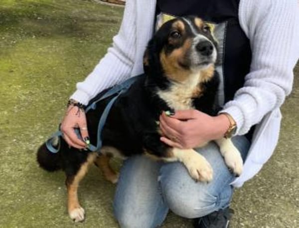 Kuschelkönig Merlin  sucht Zuhause