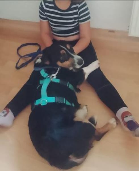 Kuschelkönig Merlin  sucht Zuhause