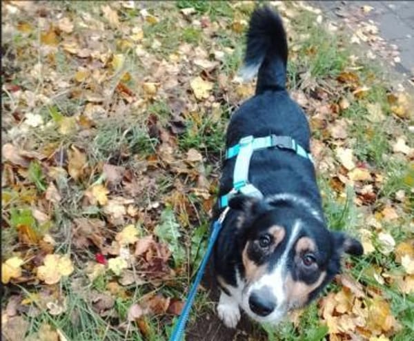 Kuschelkönig Merlin  sucht Zuhause