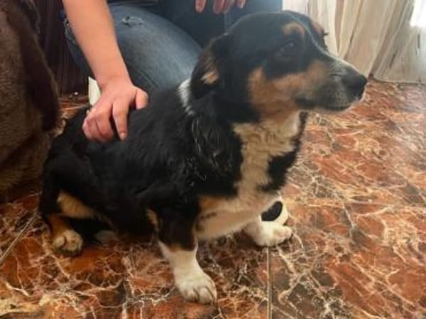 Kuschelkönig Merlin  sucht Zuhause