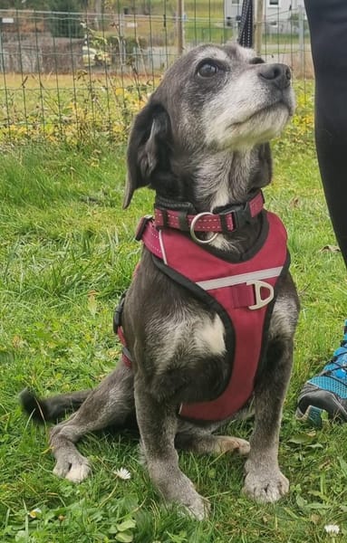 Dita, super brave Seniorin