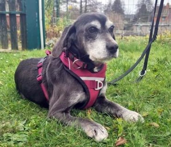 Dita, super brave Seniorin