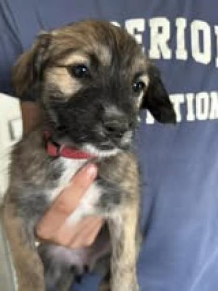 Samira sucht ihre Familie