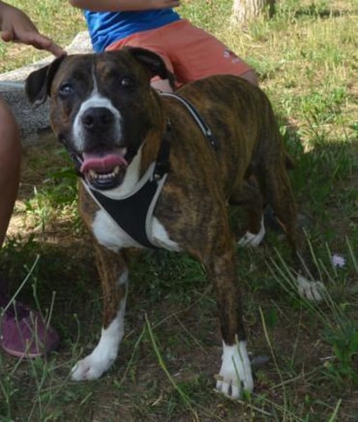 Santo braucht Liebe, kein Mitleid