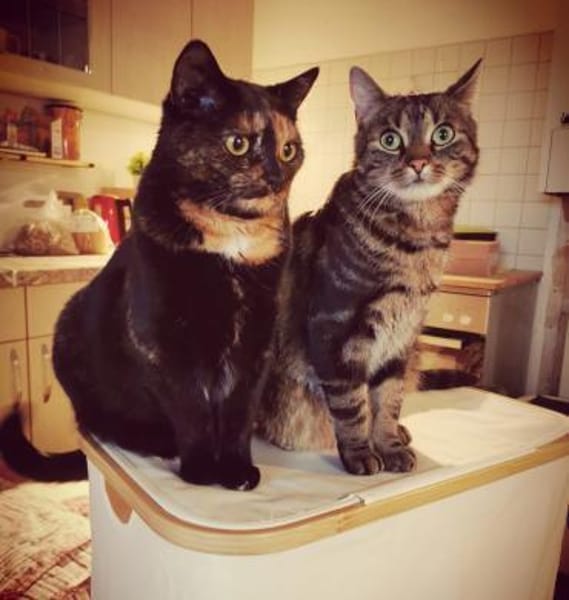 Dreamteam Luna und Fiete in Erfurt