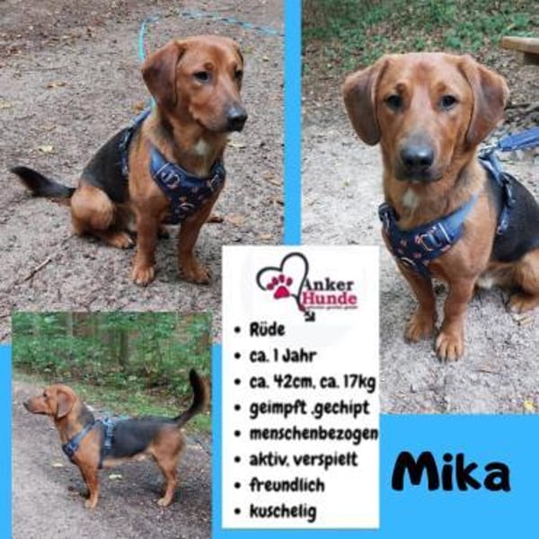 💙Mika💙 sucht seine Familie