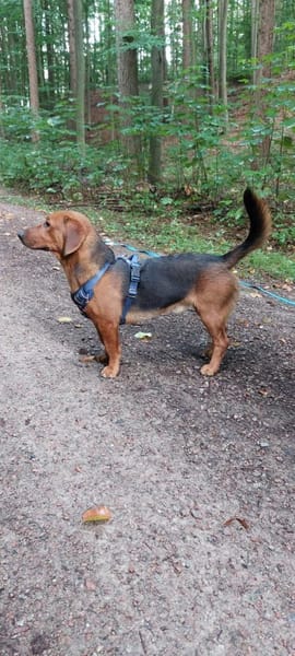 💙Mika💙 sucht seine Familie