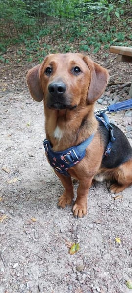 💙Mika💙 sucht seine Familie