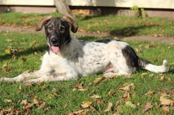 Max - Lebensfreude pur