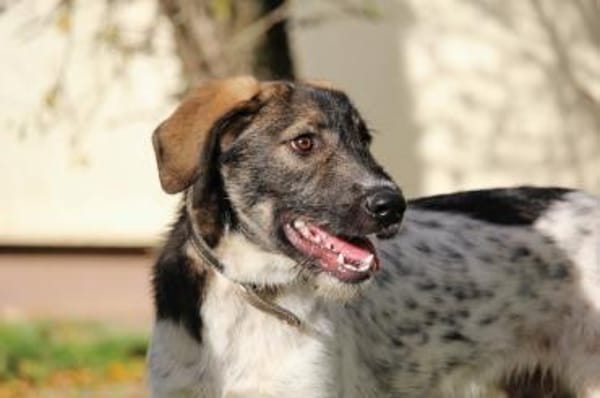 Max - Lebensfreude pur