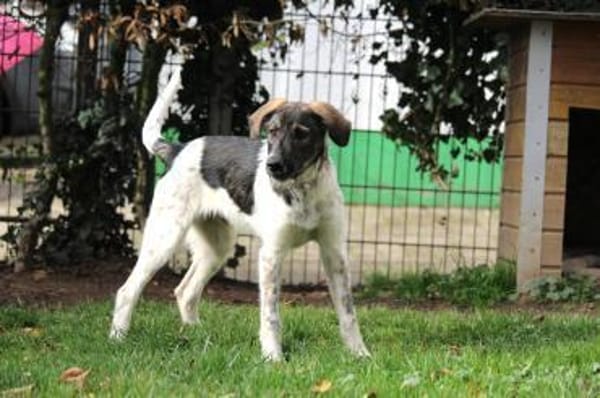 Max - Lebensfreude pur