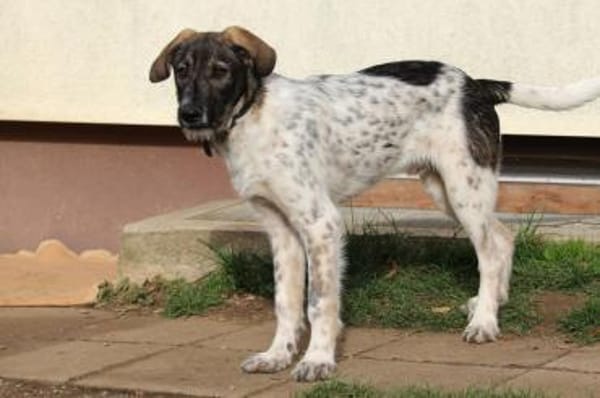 Max - Lebensfreude pur