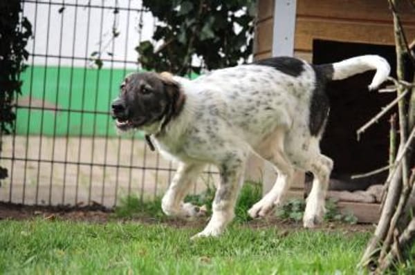 Max - Lebensfreude pur