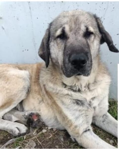 MALIK - brutal eingefangen ........