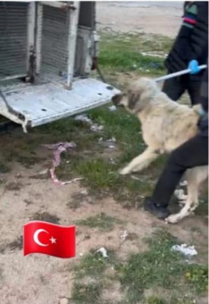 MALIK - brutal eingefangen ........