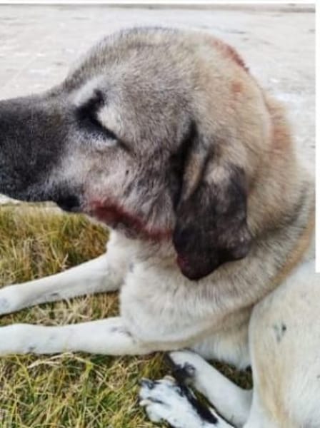 MALIK - brutal eingefangen ........