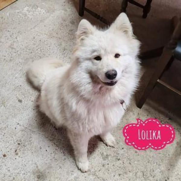 Lolika wünscht sich eine tolle Familie
