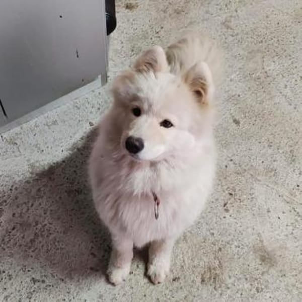 Lolika wünscht sich eine tolle Familie