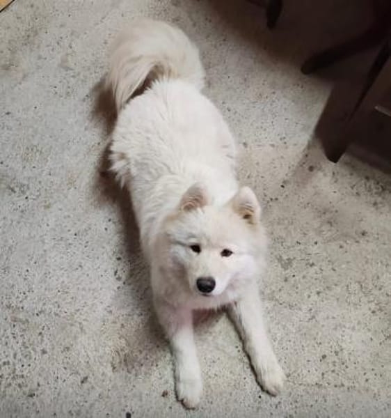 Lolika wünscht sich eine tolle Familie