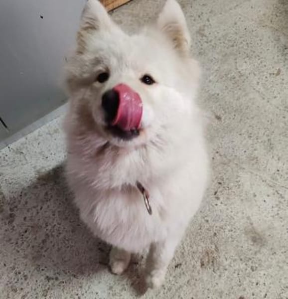 Lolika wünscht sich eine tolle Familie