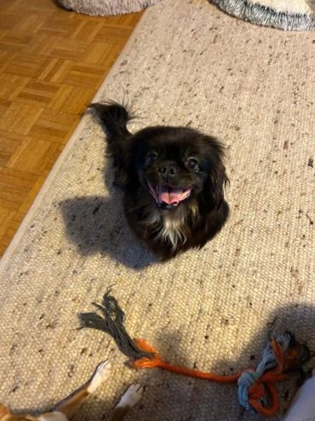 Polly sucht ihr Zuhause 🐾