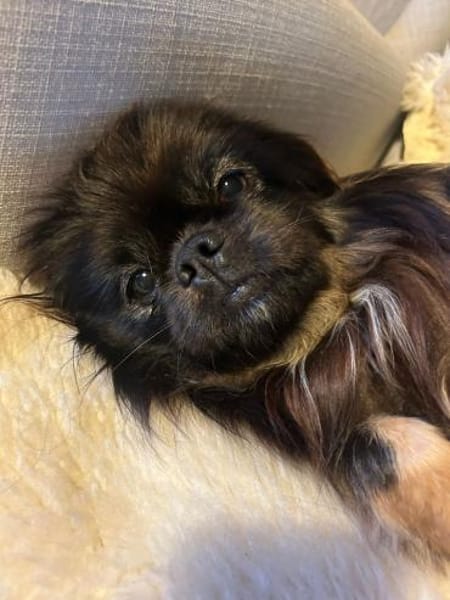 Polly sucht ihr Zuhause 🐾