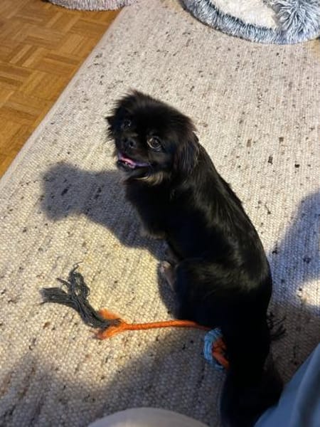 Polly sucht ihr Zuhause 🐾