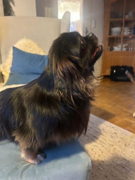 Polly sucht ihr Zuhause 🐾