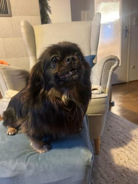 Polly sucht ihr Zuhause 🐾