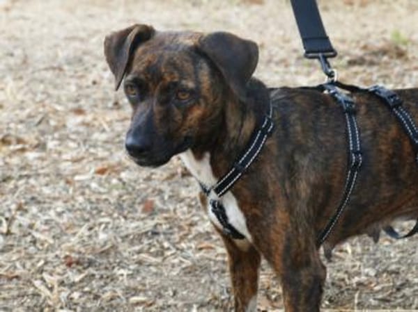 Wer gibt Silly ein Zuhause?