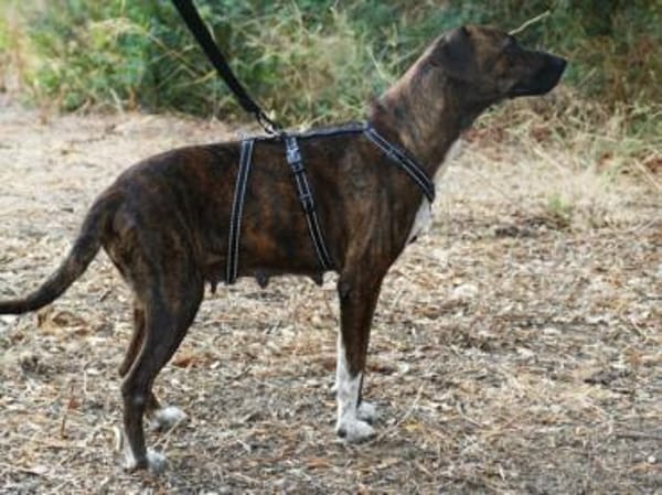 Wer gibt Silly ein Zuhause?