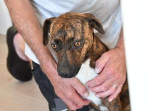 Wer gibt Silly ein Zuhause?