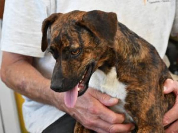 Wer gibt Silly ein Zuhause?