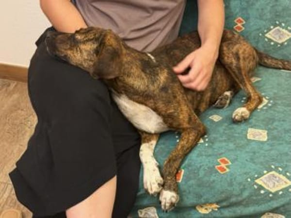 Wer gibt Silly ein Zuhause?