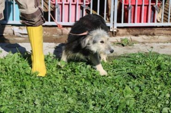 Smorca - kinderlieb u. verspielt