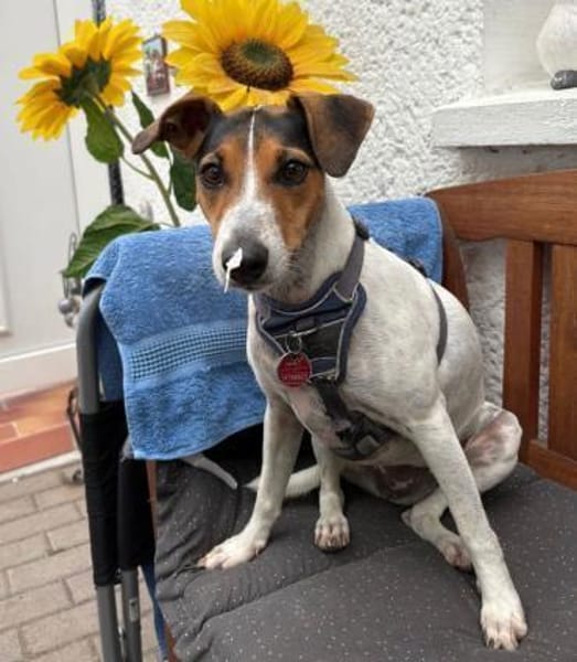 Liebe Sally braucht neues Heim