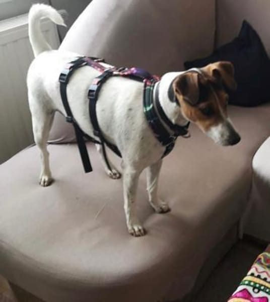 Liebe Sally braucht neues Heim