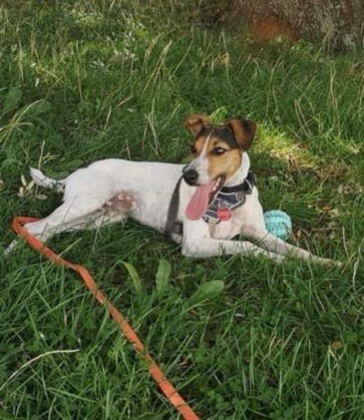 Liebe Sally braucht neues Heim