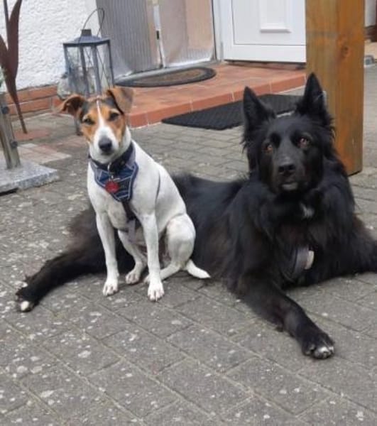 Liebe Sally braucht neues Heim